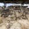 Black Pearl Oyster Mushroom Grow Kit: Ultimate Guide