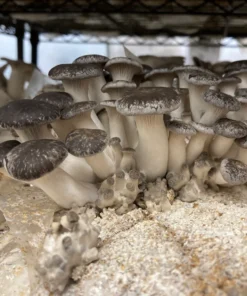 Black Pearl Oyster Mushroom Grow Kit: Ultimate Guide
