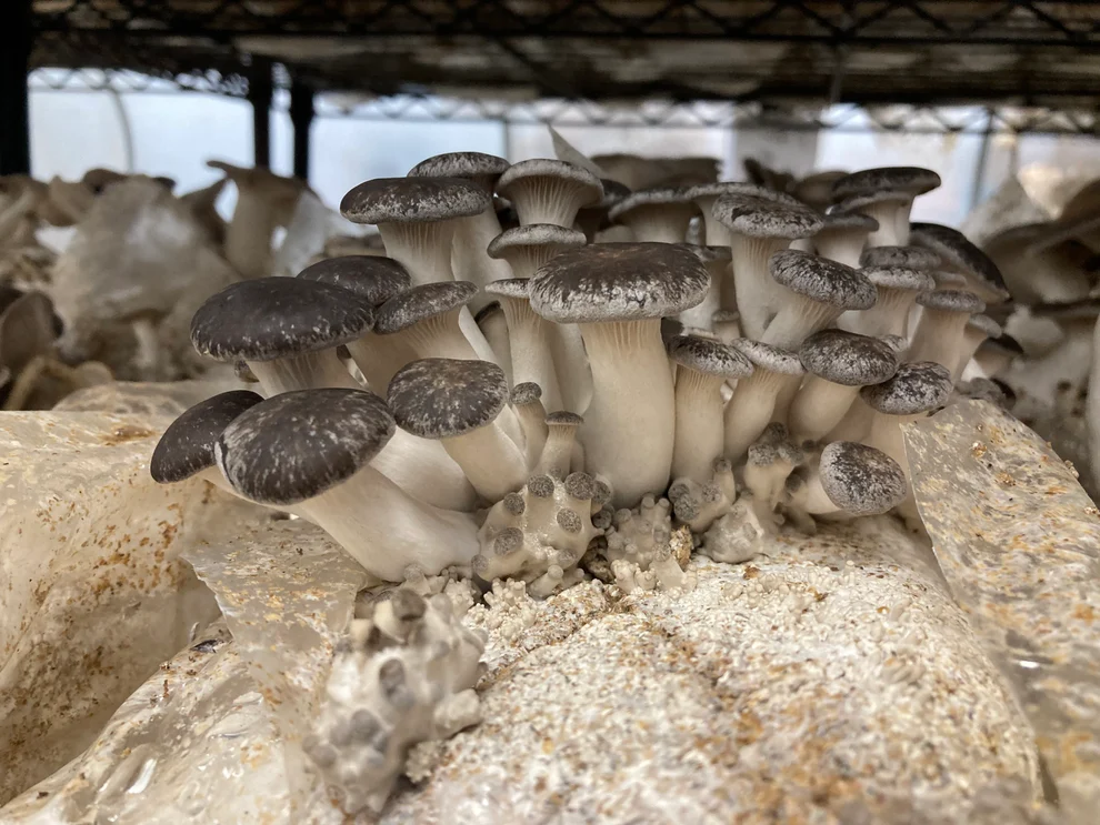 Black Pearl Oyster Mushroom Grow Kit: Ultimate Guide Black Pearl Oyster Mushroom Grow Kit: Ultimate Guide