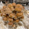 Organic Chestnut Mushroom Growing Kit