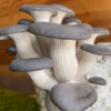 Blue Oyster Mushroom Grow Kit: Ultimate Guide for Beginners