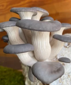 Blue Oyster Mushroom Grow Kit: Ultimate Guide for Beginners