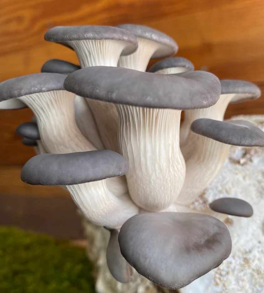 Blue Oyster Mushroom Grow Kit: Ultimate Guide for Beginners Blue Oyster Mushroom Grow Kit: Ultimate Guide for Beginners