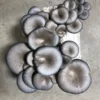 Blue Oyster Mushroom Grow Kit: Ultimate Guide for Beginners