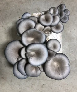 Blue Oyster Mushroom Grow Kit: Ultimate Guide for Beginners