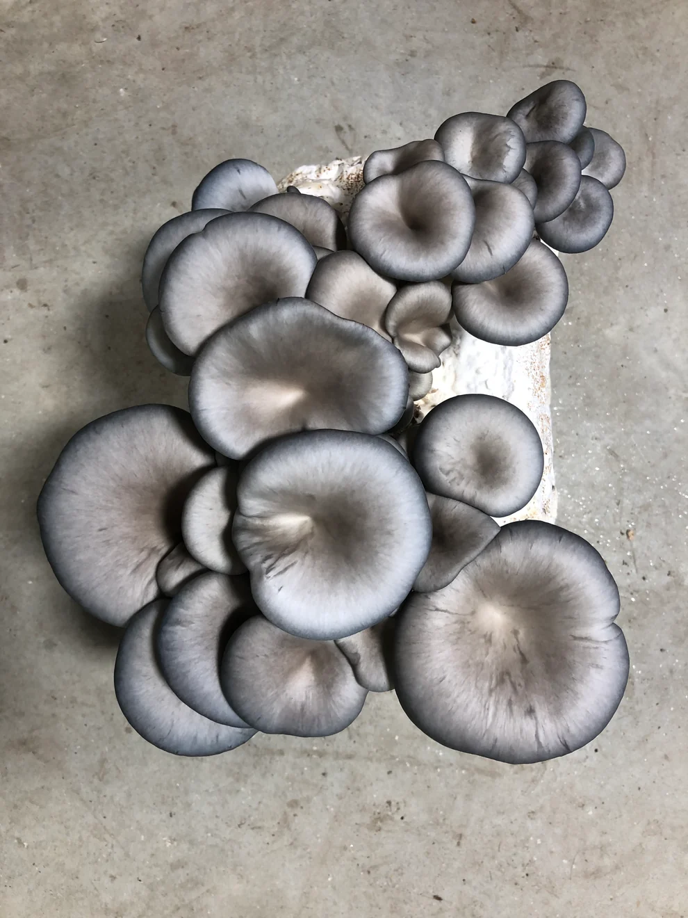 Blue Oyster Mushroom Grow Kit: Ultimate Guide for Beginners Blue Oyster Mushroom Grow Kit: Ultimate Guide for Beginners