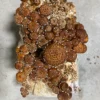 Organic Chestnut Mushroom Growing Kit