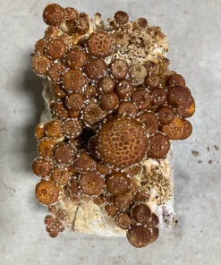 Organic Chestnut Mushroom Growing Kit
