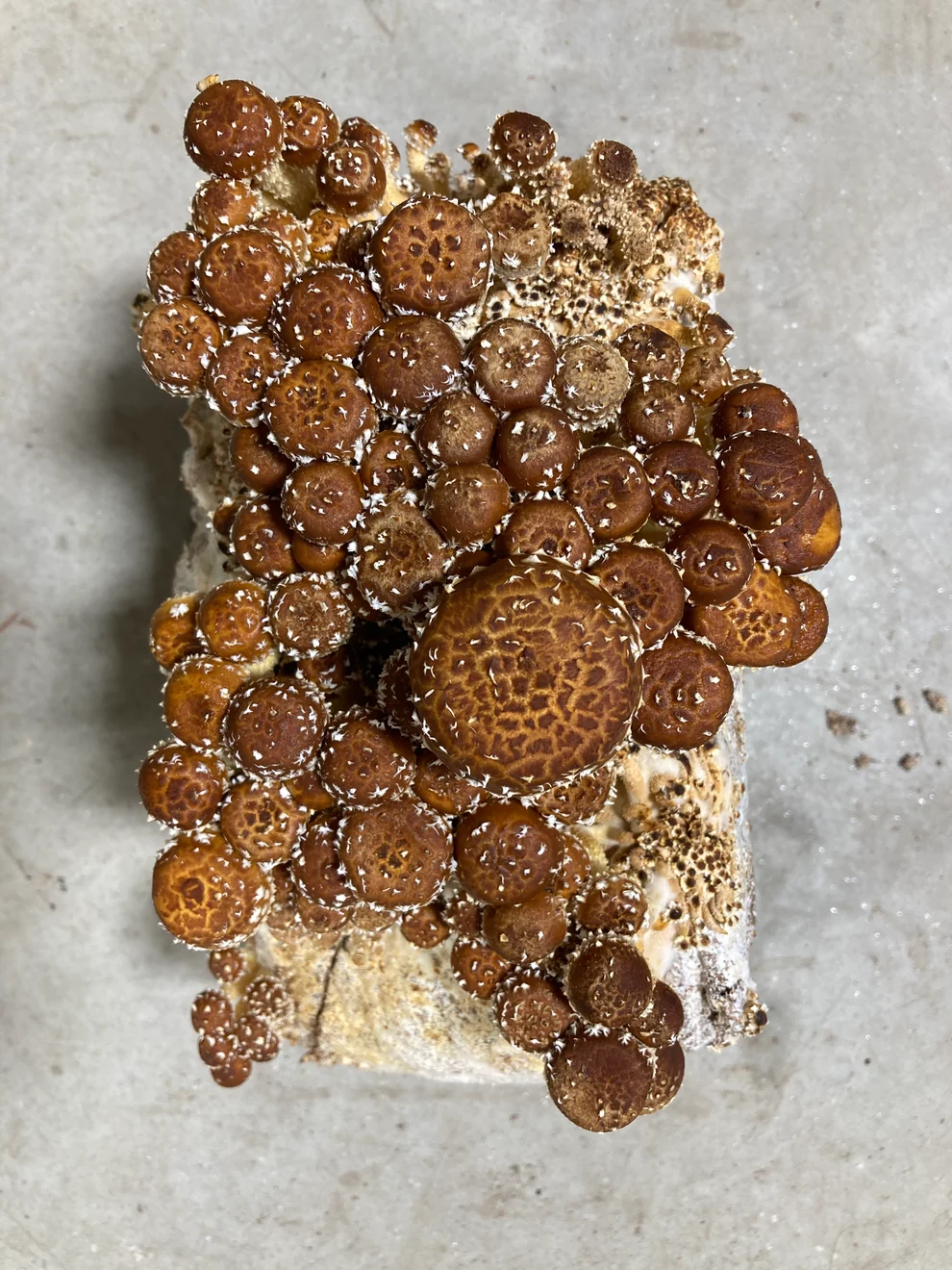 Organic Chestnut Mushroom Growing Kit Organic Chestnut Mushroom Growing Kit