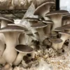 Black Pearl Oyster Mushroom Grow Kit: Ultimate Guide