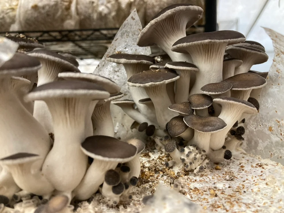 Black Pearl Oyster Mushroom Grow Kit: Ultimate Guide Black Pearl Oyster Mushroom Grow Kit: Ultimate Guide
