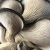 Blue Oyster Mushroom Grow Kit: Ultimate Guide for Beginners