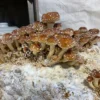 Organic Chestnut Mushroom Growing Kit