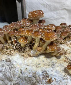 Organic Chestnut Mushroom Growing Kit