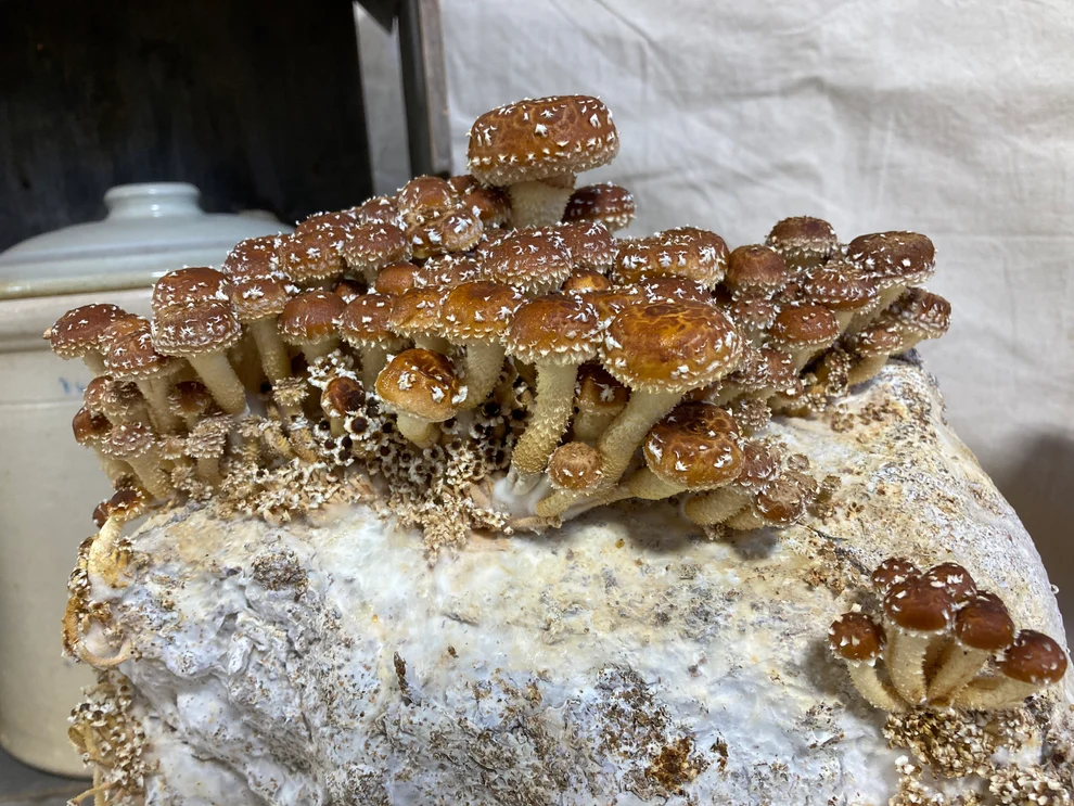 Organic Chestnut Mushroom Growing Kit Organic Chestnut Mushroom Growing Kit