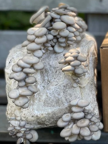 Blue Oyster Mushroom Grow Kit: Ultimate Guide for Beginners Blue Oyster Mushroom Grow Kit: Ultimate Guide for Beginners