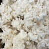 Coral Tooth Mushroom Grow Kit