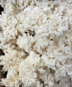 Coral Tooth Mushroom Grow Kit