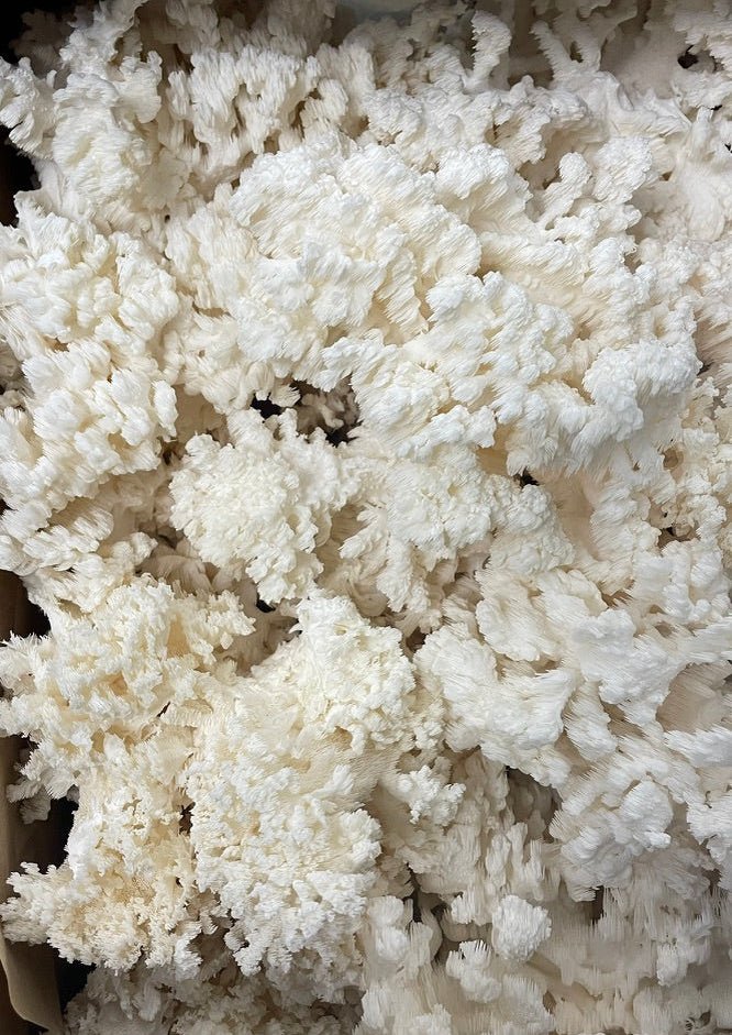 Coral Tooth Mushroom Grow Kit Coral Tooth Mushroom Grow Kit