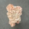 Pink Oyster Mushroom Grow Kit
