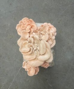 Pink Oyster Mushroom Grow Kit