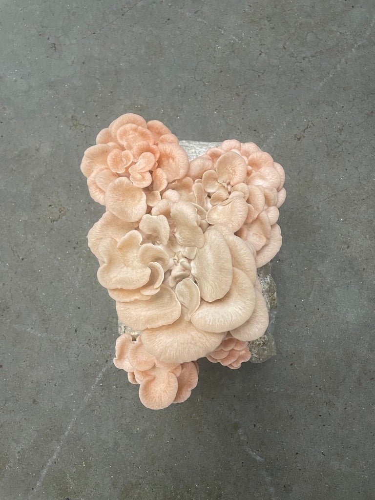 Pink Oyster Mushroom Grow Kit Pink Oyster Mushroom Grow Kit