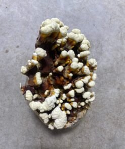 Reishi Mushroom Grow Kit
