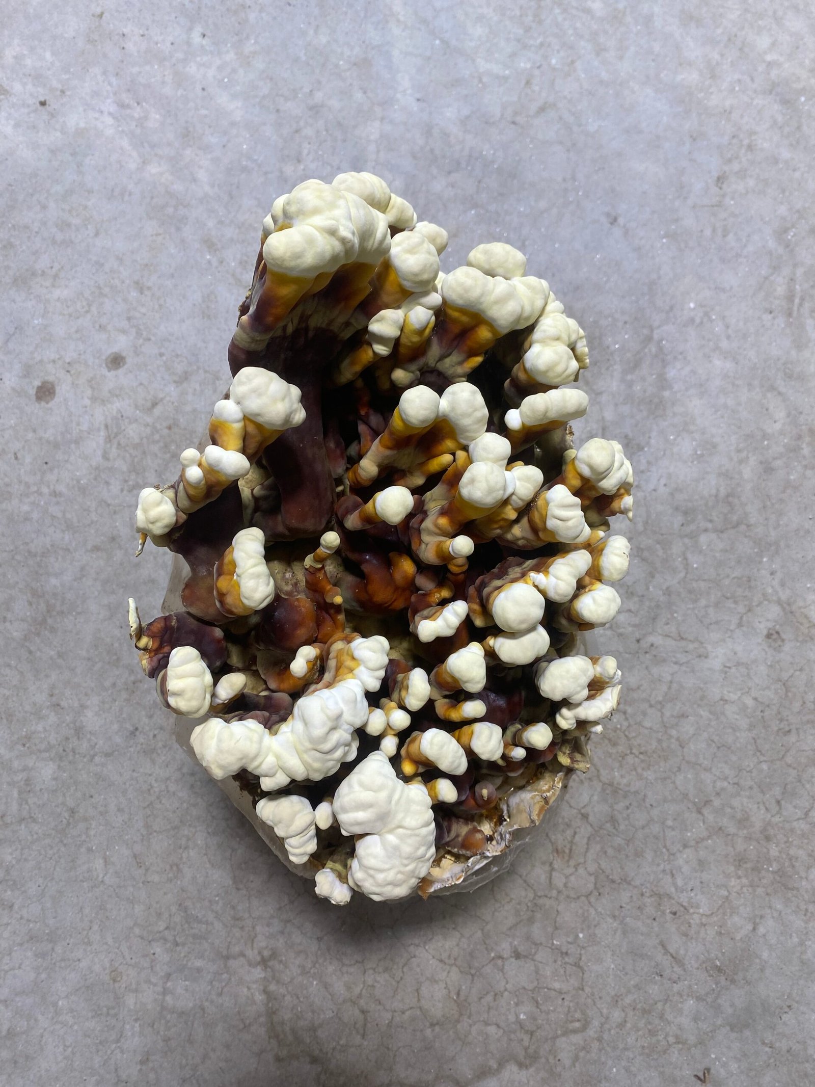 Reishi Mushroom Grow Kit Reishi Mushroom Grow Kit