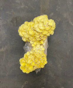 Yellow Oyster Mushroom Grow Kit