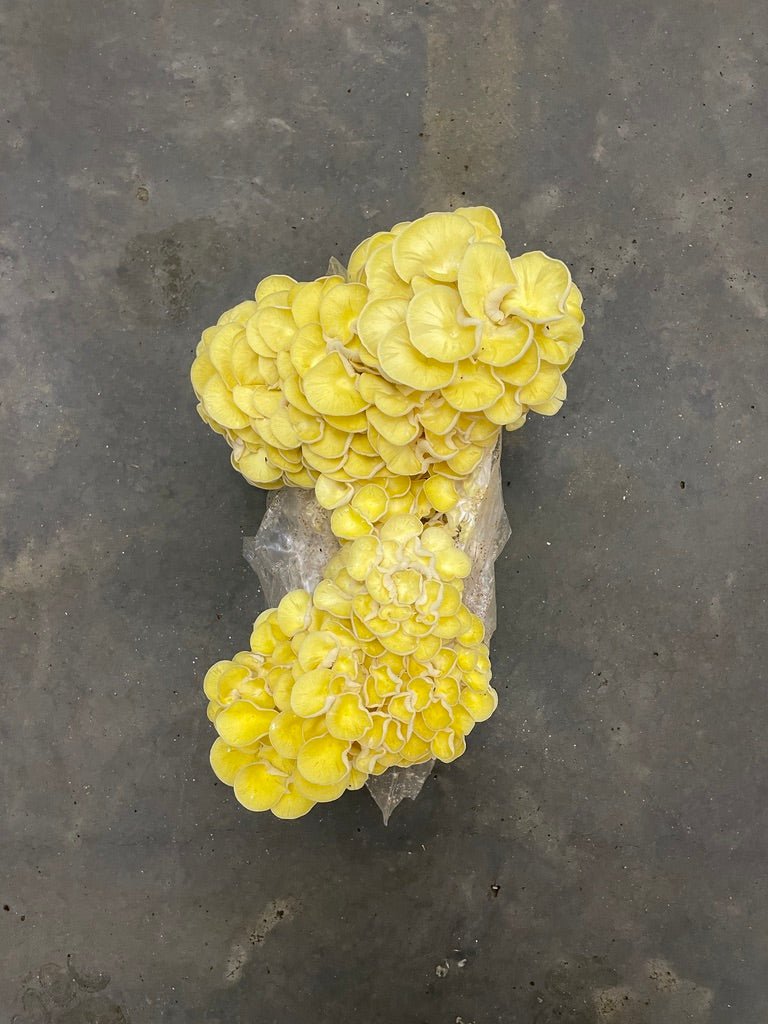 Yellow Oyster Mushroom Grow Kit Yellow Oyster Mushroom Grow Kit